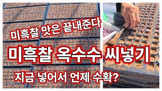 미흑찰 옥수수 씨넣기 수확시기는 [옥수수재배방법]