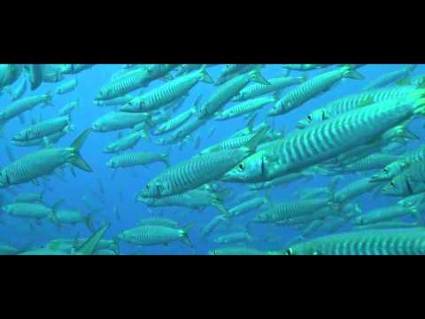 Barracuda Documentary