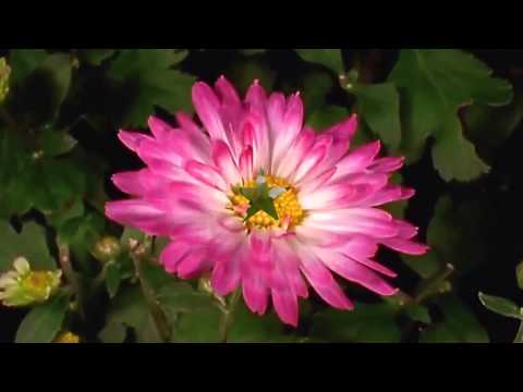 All Charming Flowers