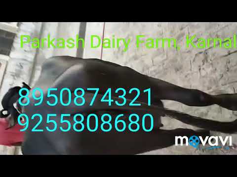 Black female bhadawari buffalo, milking capacity: bull