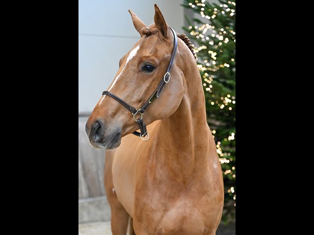 Emidor Hdm Z - Walk & 360