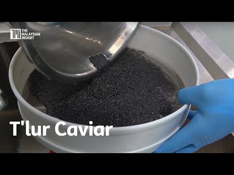 How Malaysian sturgeon caviar is farmed and processed