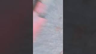 Don&#39;t mess with black widows...