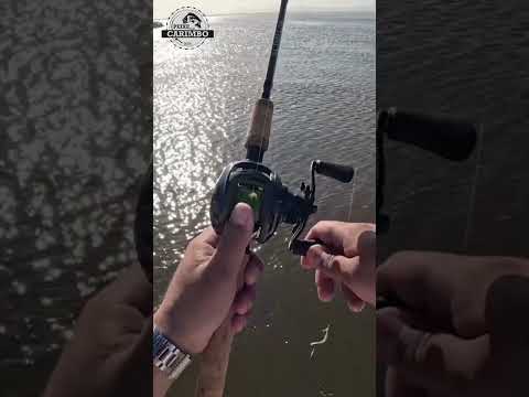 Tramandaí RS: Pescaria de Sardinhas na Ponte #pesca #fishing #peixecomcarimbo #tramandai #shorts