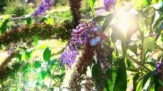 Keen' v - LE PLUS BEAU JOUR (clip video dans la nature)