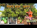 देवगड हापूस लवकरच तुमच्या सेवेत चिरंजीव आमराई देवगड devgad alphonso mango 2025 first pluck