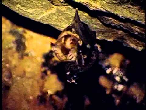 夜空舞者 阿里山地區蝙蝠簡介