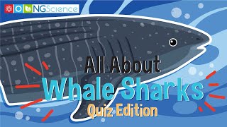 All About Whale Sharks – Quiz Edition