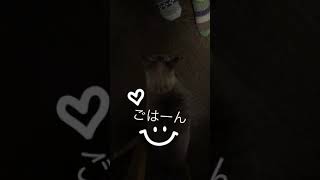 今日の、らに。2018. 11.8 today's my kitty