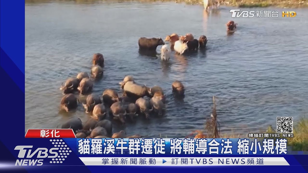 貓羅溪牛群遷徙 將輔導合法縮小規模