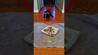 Download lagu The cool Black One is ready for a sumptuous meal! #shorts #bulun mp3