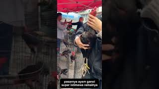 Download lagu Pasarnya ayam ganoi 150 sampai 5 juta, ramai pembeli setiap hari mp3