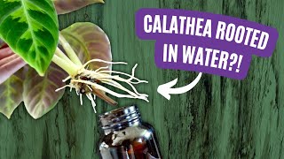 The Impossible Achieved: Calathea Successfully Propagated In Water!