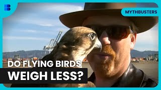 Birds In Truck Myth and Boat Split Crash Test