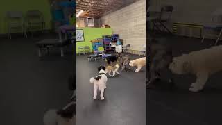 Video preview image #1 Labrador Retriever-Unknown Mix Puppy For Sale in Sandy, UT, USA