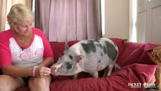 Download lagu Power of a pig: 'Lila' bolsters Bluffton woman through cancer mp3