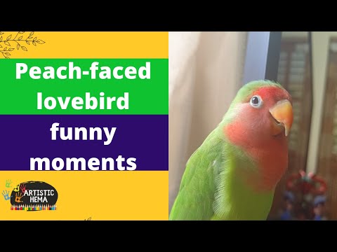 Peach Faced Love Bird Funny Activities |  #shorts | Love Birds Cute Activities
