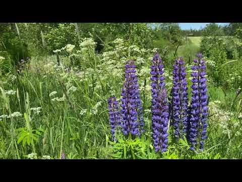 En vänlig grönskas rika dräkt - Immanuel Brass