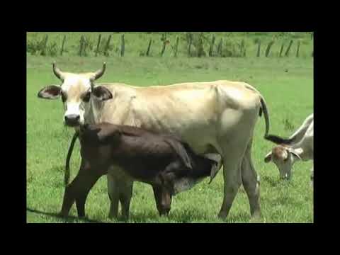 PAJARILLO VIEJO JOSE JIMENEZ EL POLLO DE ORICHUNA