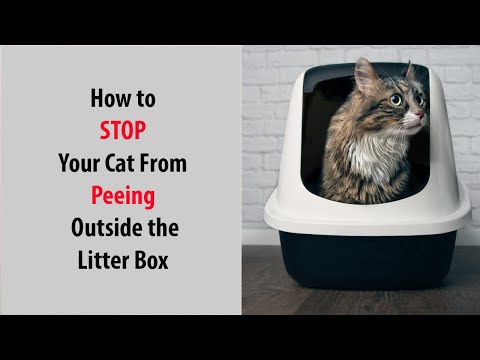 How to Stop Your Cat from Peeing Outside the Litter Box