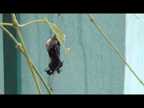 A decayed butterfly pupa getting eaten by Ants