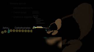 Saliva? What is it good for? #shorts  #science #anatomy #doctor