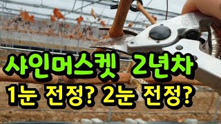 #포도 #샤인머스켓 동계전정 시즌입니다 ~