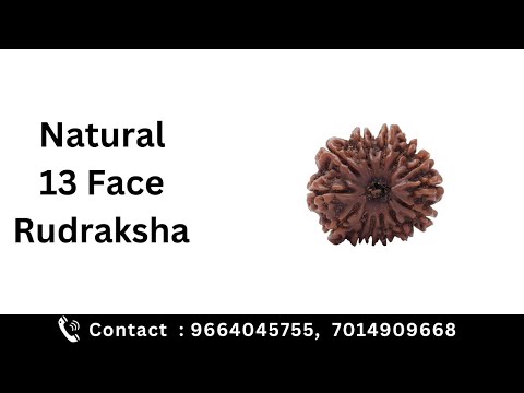 13 Mukhi Rudraksha with Lab Certificate/ Original 13 Face Rudraksha Nepal Origin