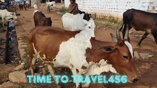 Download lagu 'गाँव की गाय: वीडियो | Village Cow: Video' | @Time To Travel 456 mp3
