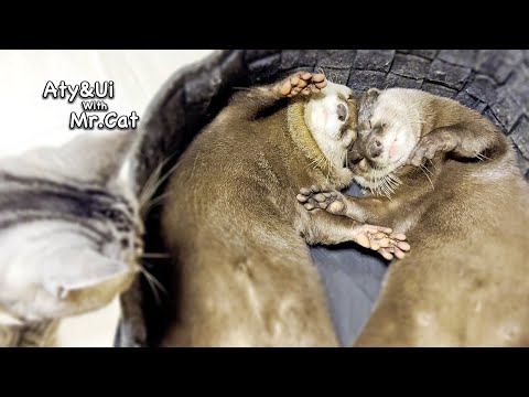 Otter Napping [Otter Life Day 779]
