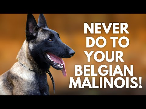YouTube video about Taking Care of Your Belgian Malinois: Tips and Guidelines