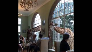 animale girafele la restaurant