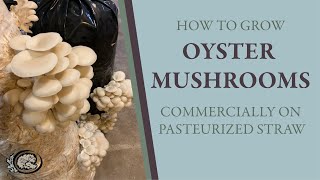 How to Grow Oyster Mushrooms Commercially using Pasteurized Straw