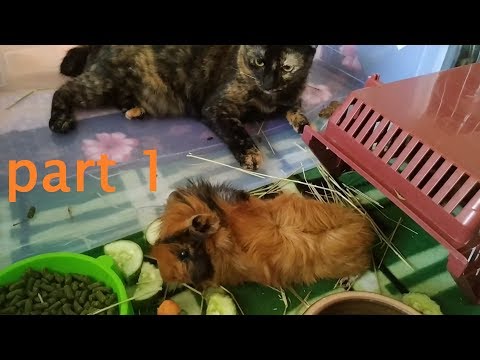 Part 1 : Introducing cat to guinea pigs for the first time