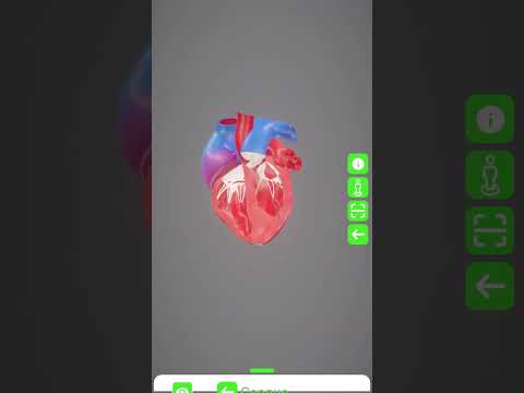 HBody —  3D Анатомия человека video thumbnail