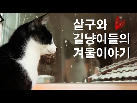 살구와 길냥이들의 겨울 이야기