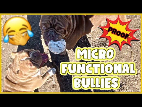 2Nasty Exotics Micro, Pocket American Bullies Running, Fighting, And Height Check