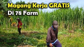 Download lagu Magang kerja GRATIS, di 78 Farm, disediakan tempat tinggal, makan, minum dan dapat ilmu. mp3