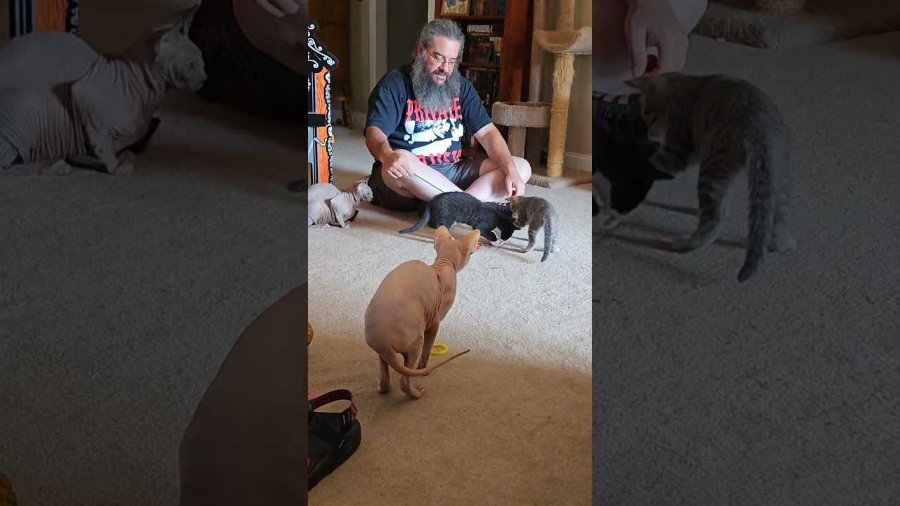 Enlarge GRAVY, a Adoptable Domestic Short Hair in Chattanooga, TN video 5/5