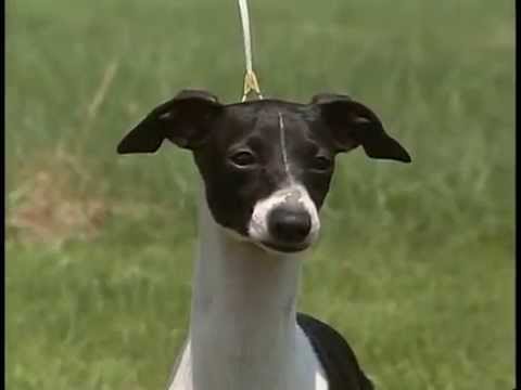 Italian Greyhound breed video
