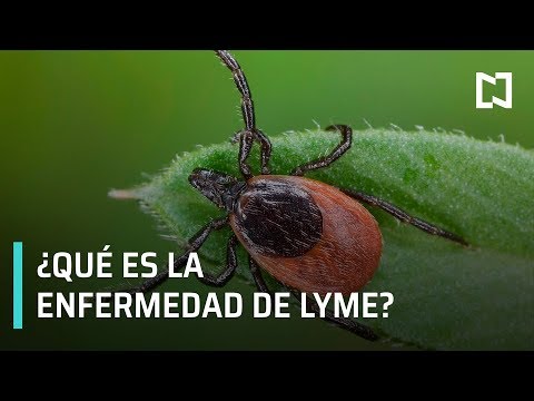 , title : '¿Qué es la enfermedad de Lyme? | Síntomas y tratamiento'
