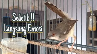Download lagu Pancingan ciblek semi, NARUNG bikin emosi ciblek dengar suara ini mp3 Download lagu Pancingan ciblek semi, NARUNG bikin emosi ciblek dengar suara ini mp3