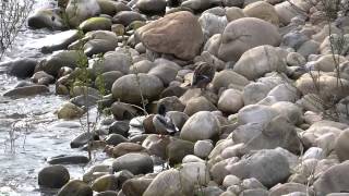 preview picture of video 'Patos acicalándose en el río Nalón.'