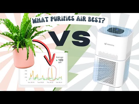 Can Plants Clean Your Air Better Than an Air Purifier? - At Home Experiment w/ Plants vs Purifier