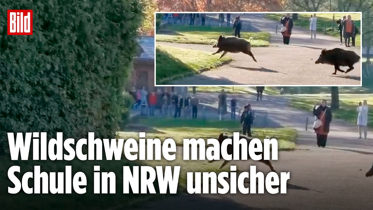 Skurrile Szenen in Hagen: Wildschweine auf Schulhof!