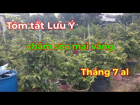 Những Lưu Ý Chăm Sóc Mai Vàng Tháng 7al