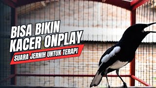 Download lagu suara BURUNG kacer GACOR ngeplong KONSLET Tarung ini Paling Ampuh buat PANCINGAN KACER agar EMOSI mp3