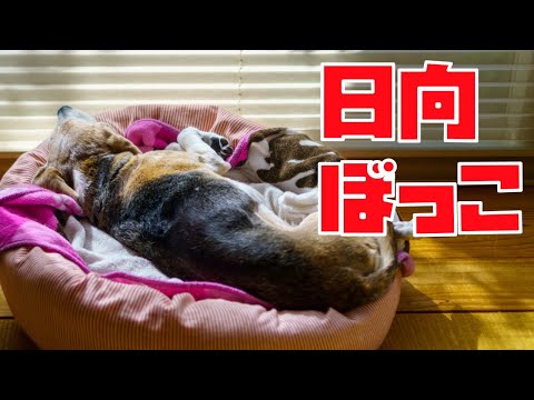 冬に雨が降ったときは鶏を屋内に入れるべきでしょうか？鶏小屋を雨から守るための 4 つの重要なヒント  庭園