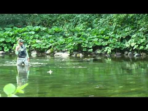 Idrijca River Fishing for Brown and Rainbow Trout