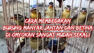 Download lagu cara membedakan burung manyar jantan dan betina di omyokan #manyar #manyargacor #burungmanyar mp3 Download lagu cara membedakan burung manyar jantan dan betina di omyokan #manyar #manyargacor #burungmanyar mp3